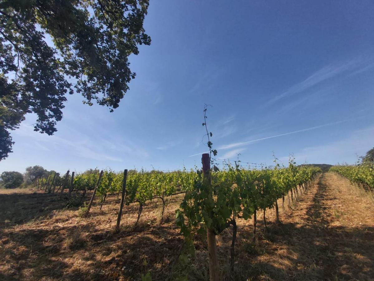 Tenuta Santa Maria Villa Campagnatico Екстериор снимка